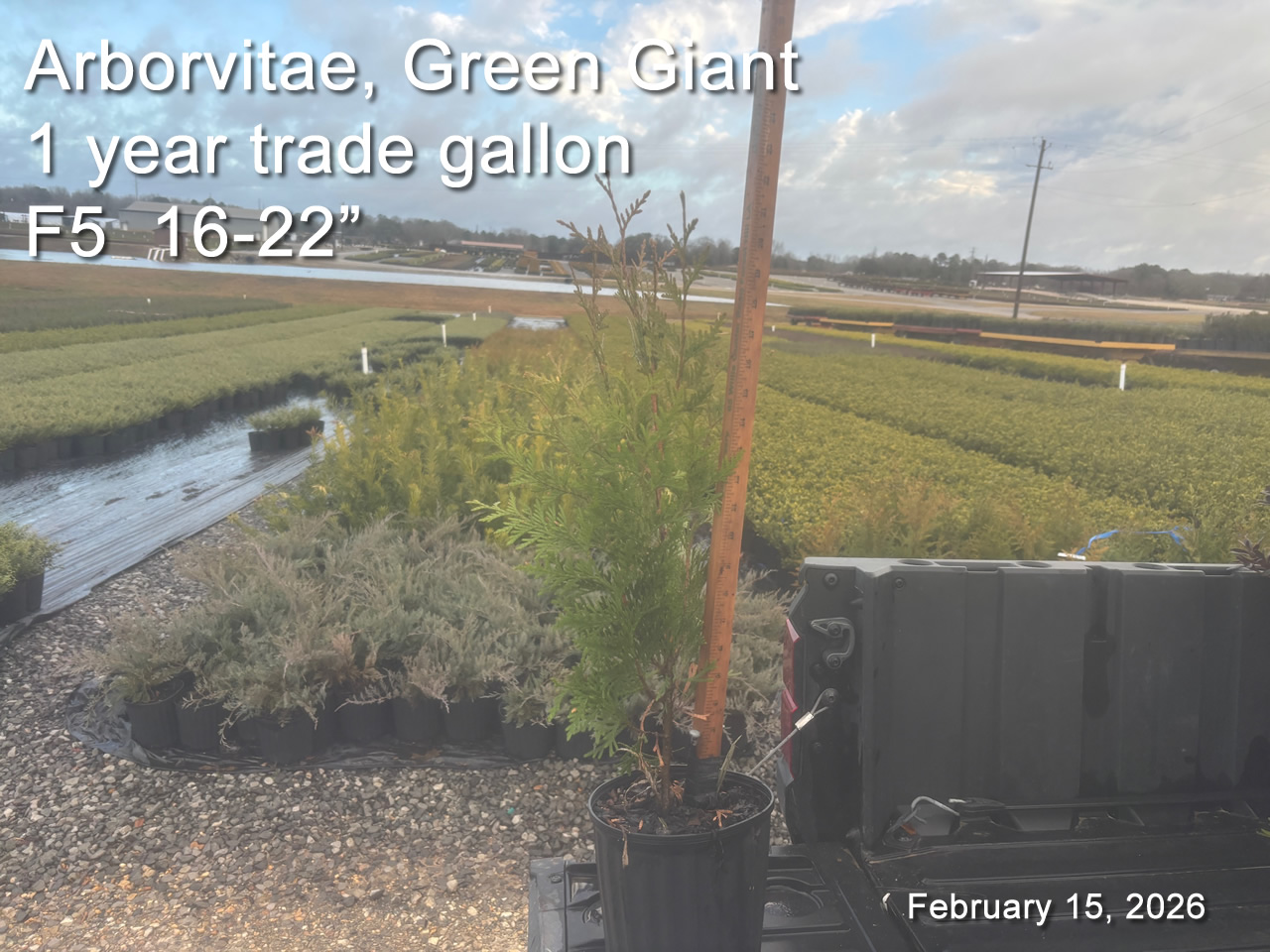 gallery/avgg1yt f5 feb15.jpg